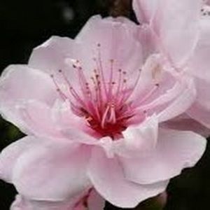 Meet your Posher, Adrianna